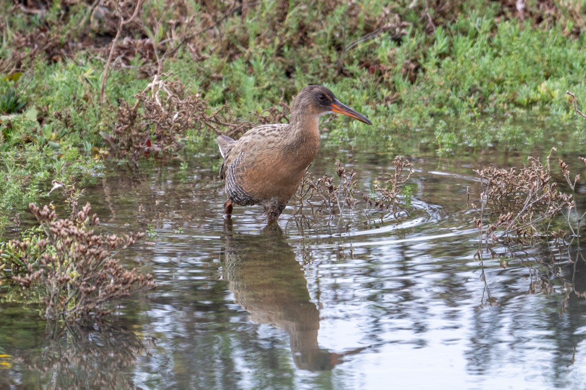 Ridgway's Rail - ML643197576
