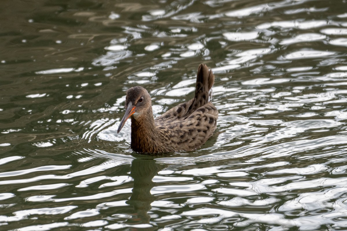 Ridgway's Rail - ML643197577