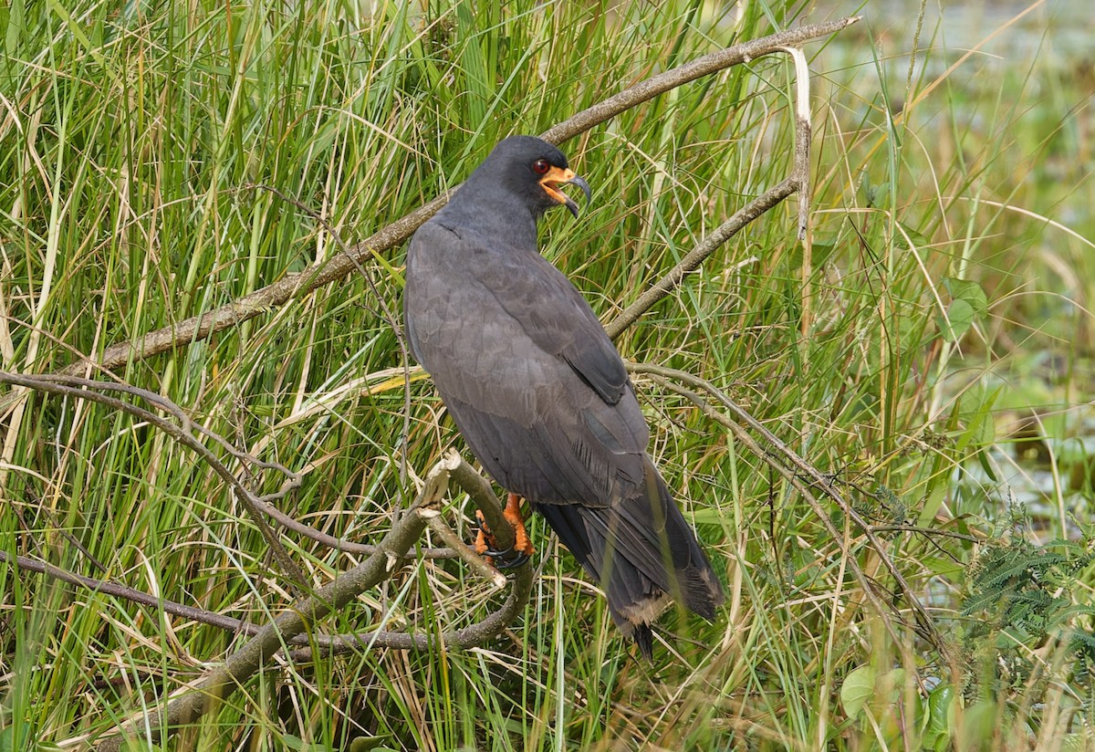 Snail Kite - ML643197578