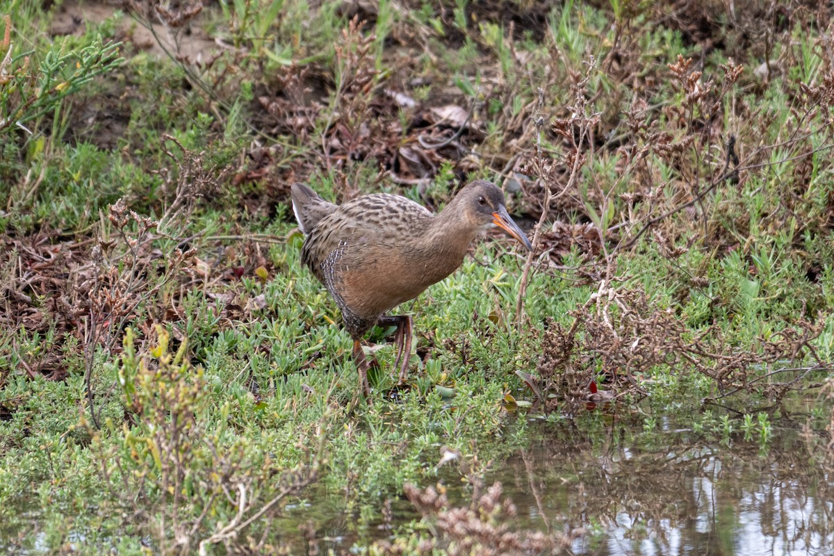 Ridgway's Rail - ML643197579