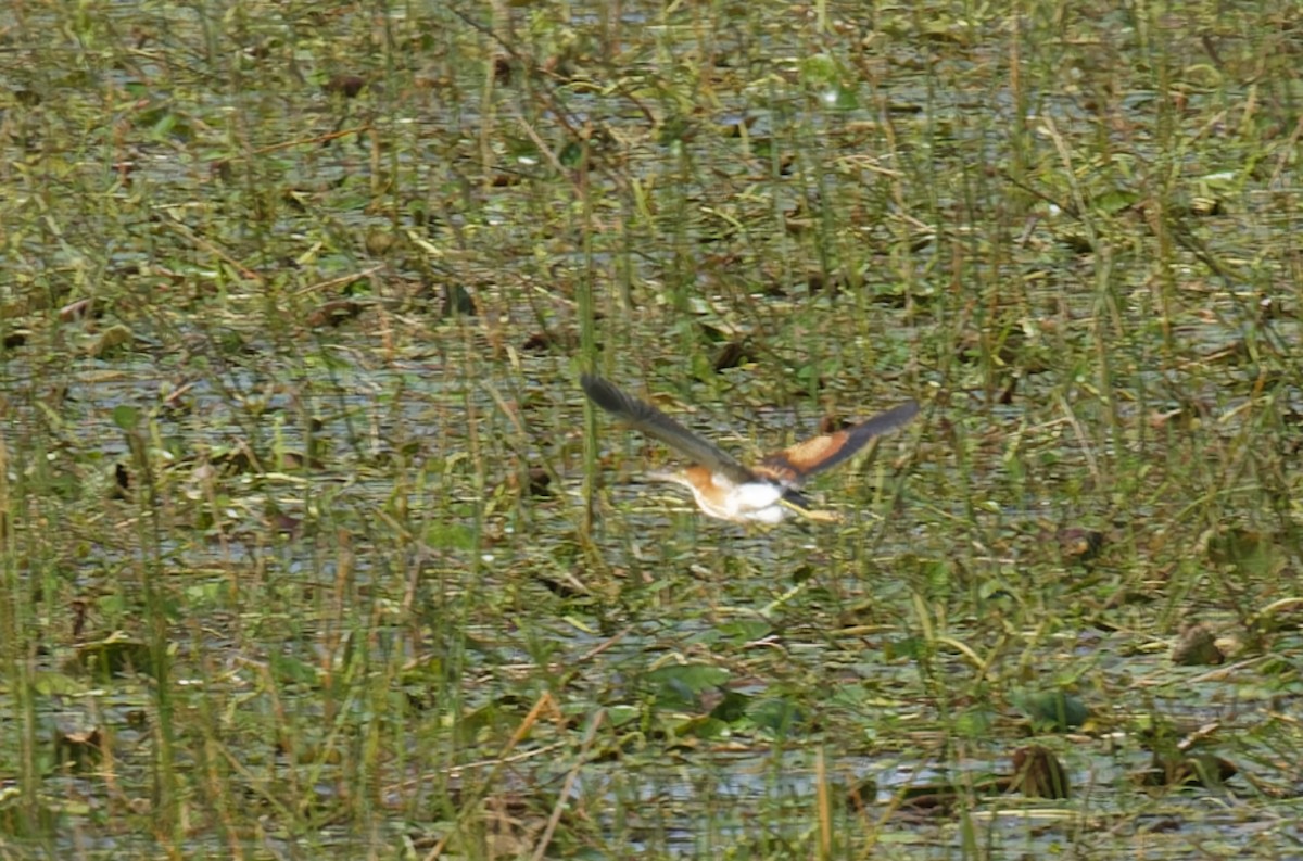Least Bittern - ML643197587