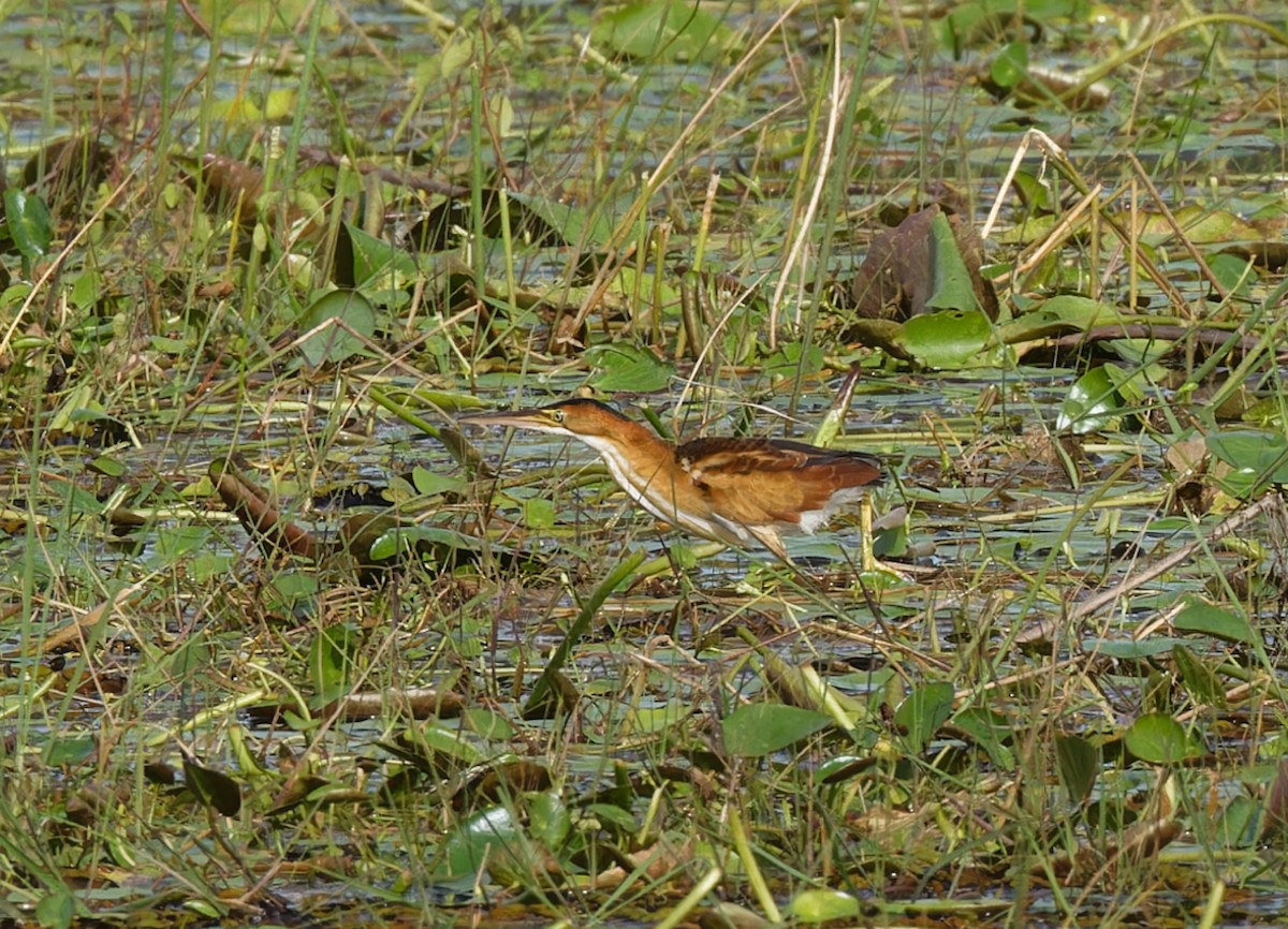 Least Bittern - ML643197597