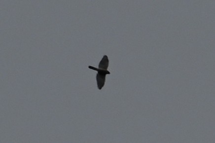 Aerospiza, Tachyspiza, Accipiter ou Astur sp. - ML643197608