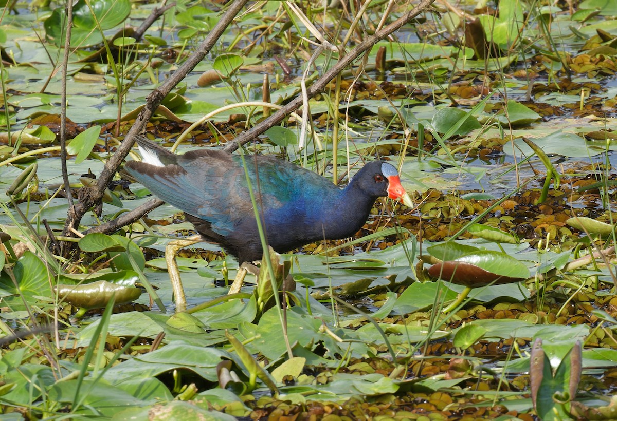 Purple Gallinule - ML643197617