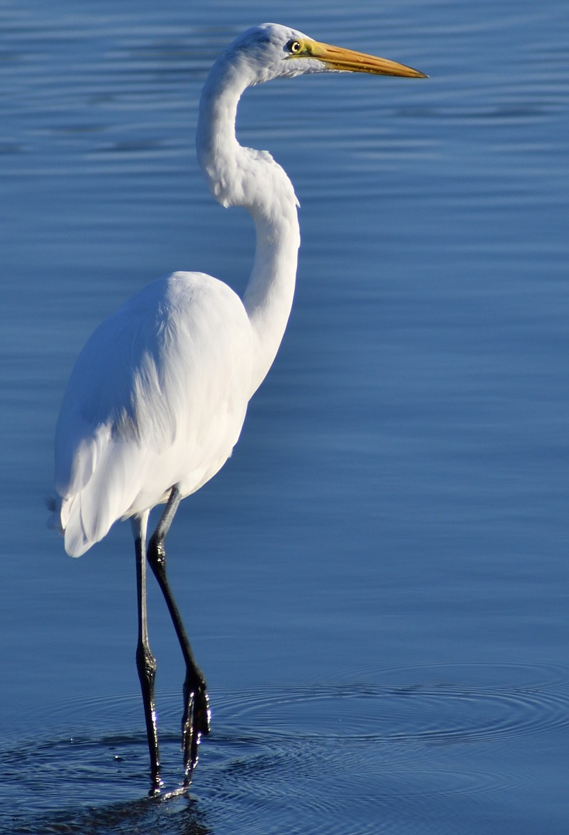 Grande Aigrette - ML643197618