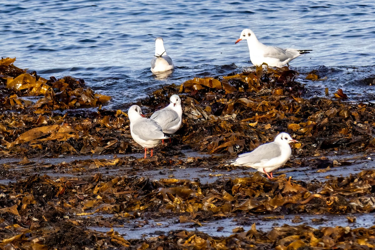 Mouette rieuse - ML643197622