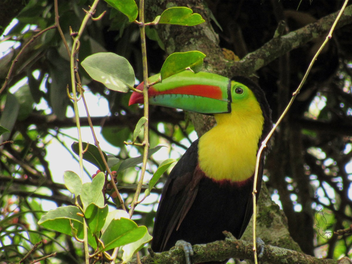 Keel-billed Toucan - ML643197627