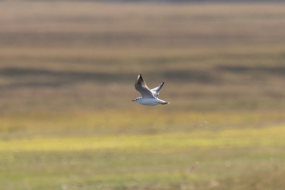 Mouette rieuse - ML643197628