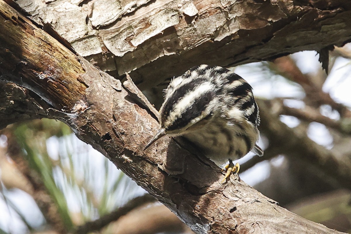 Black-and-white Warbler - ML643197629