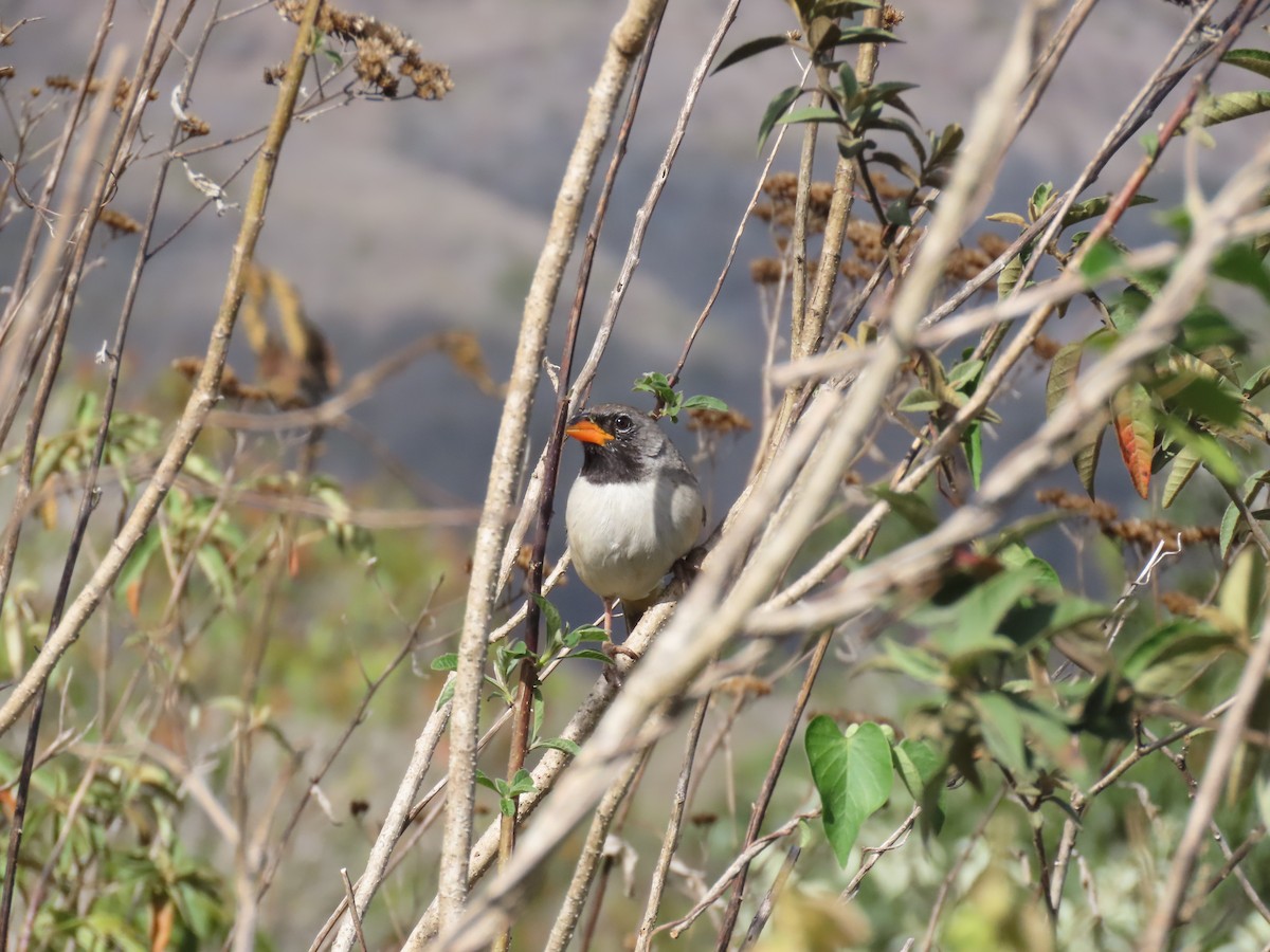 Black-throated Saltator - ML643197632