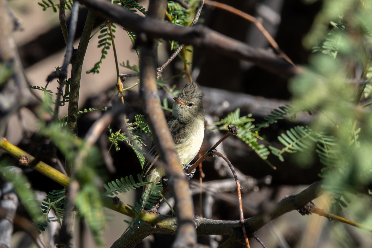 Northern Beardless-Tyrannulet - ML643197633