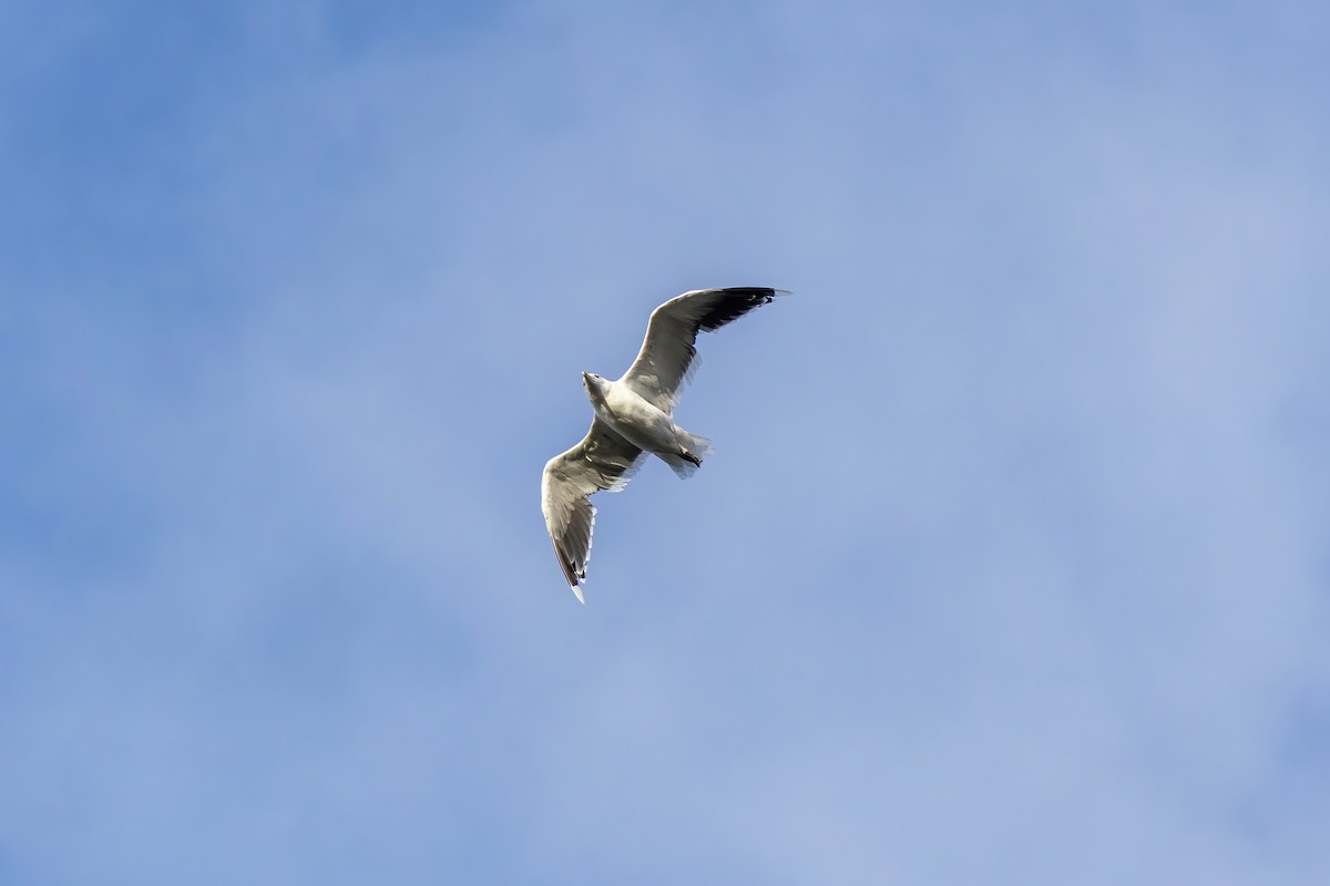 Great Black-backed Gull - ML643197634