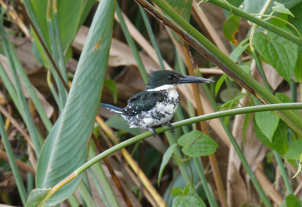 Green Kingfisher - ML643197635