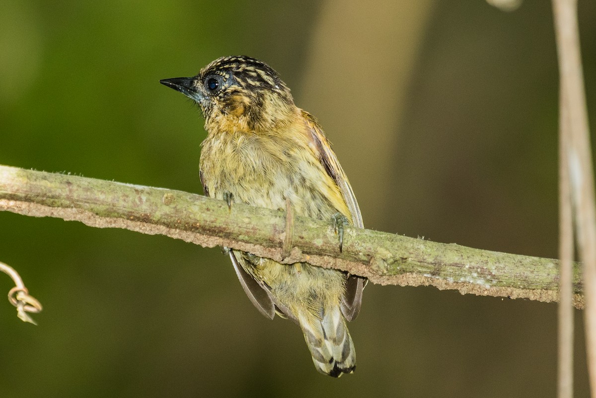 Olivaceous Piculet - ML643197641