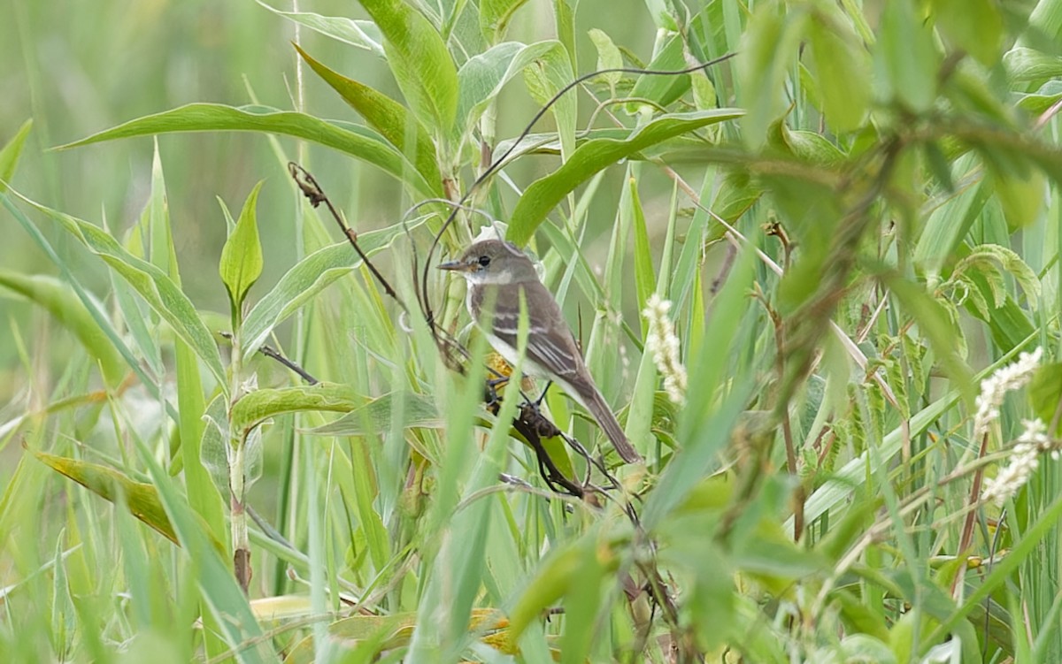 Alder/Willow Flycatcher (Traill's Flycatcher) - ML643197645
