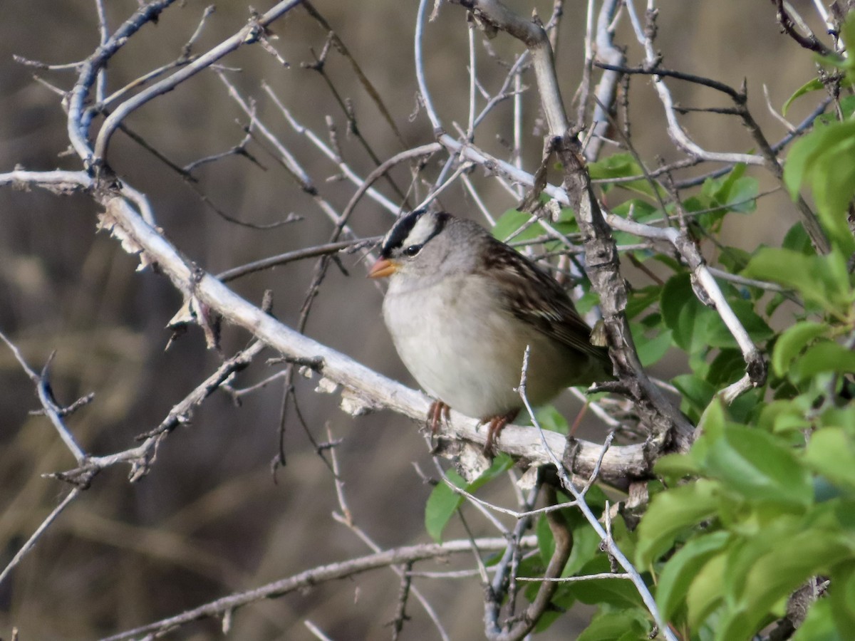White-crowned Sparrow - ML643197647