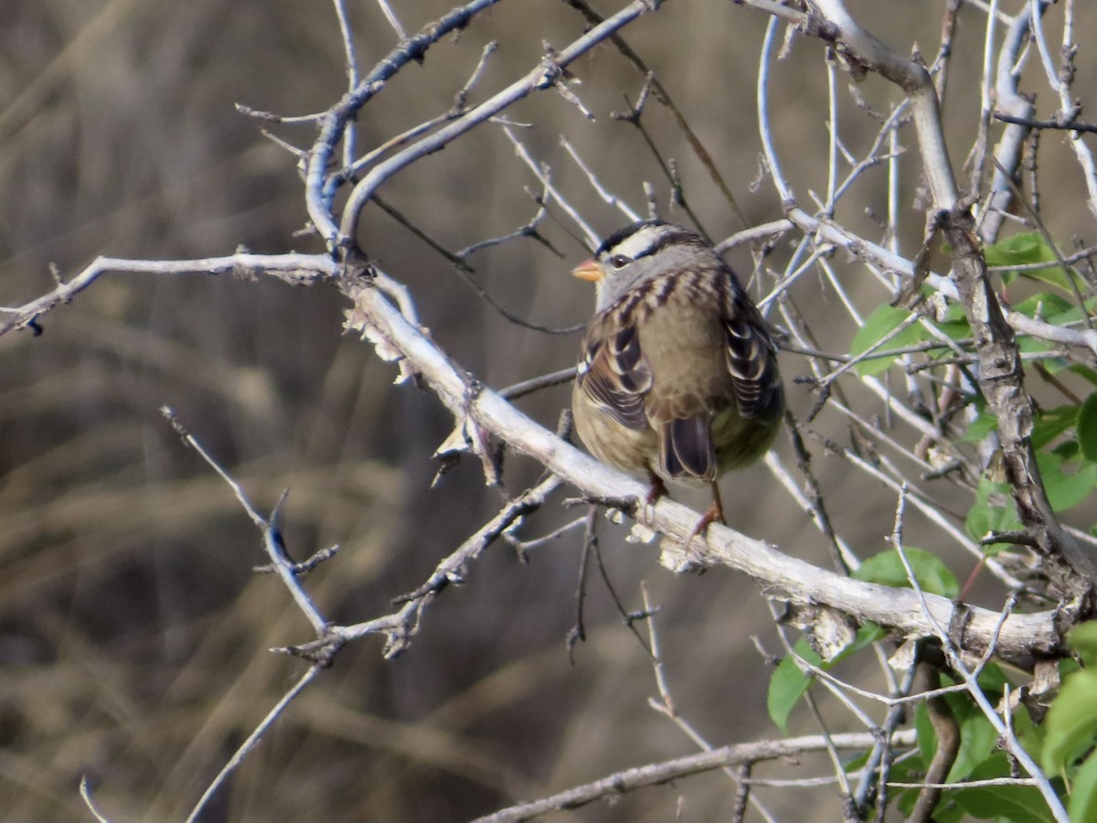 White-crowned Sparrow - ML643197651
