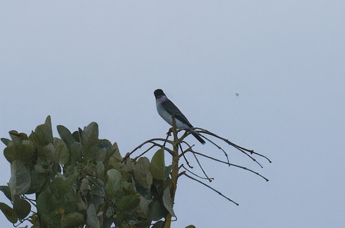 Eastern Kingbird - ML643197655