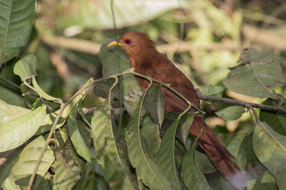 Little Cuckoo - ML643197656