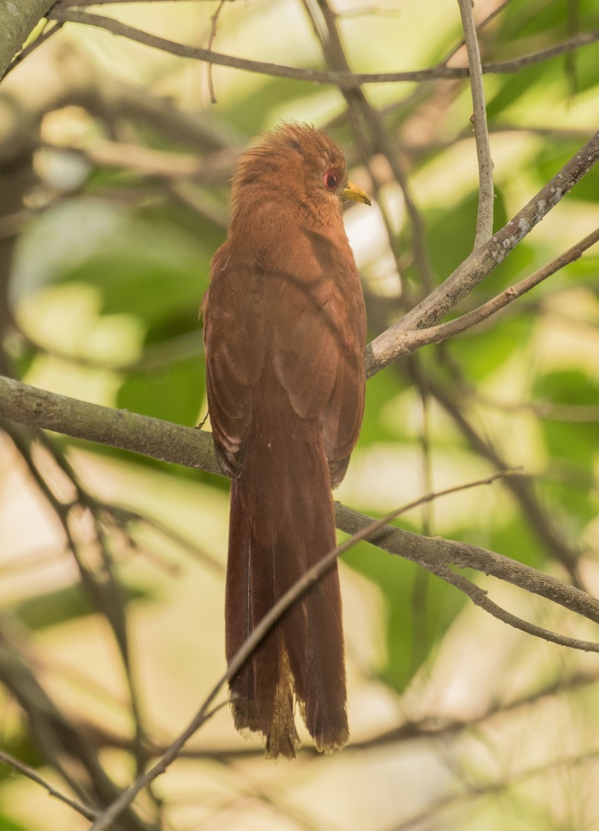 Little Cuckoo - ML643197657