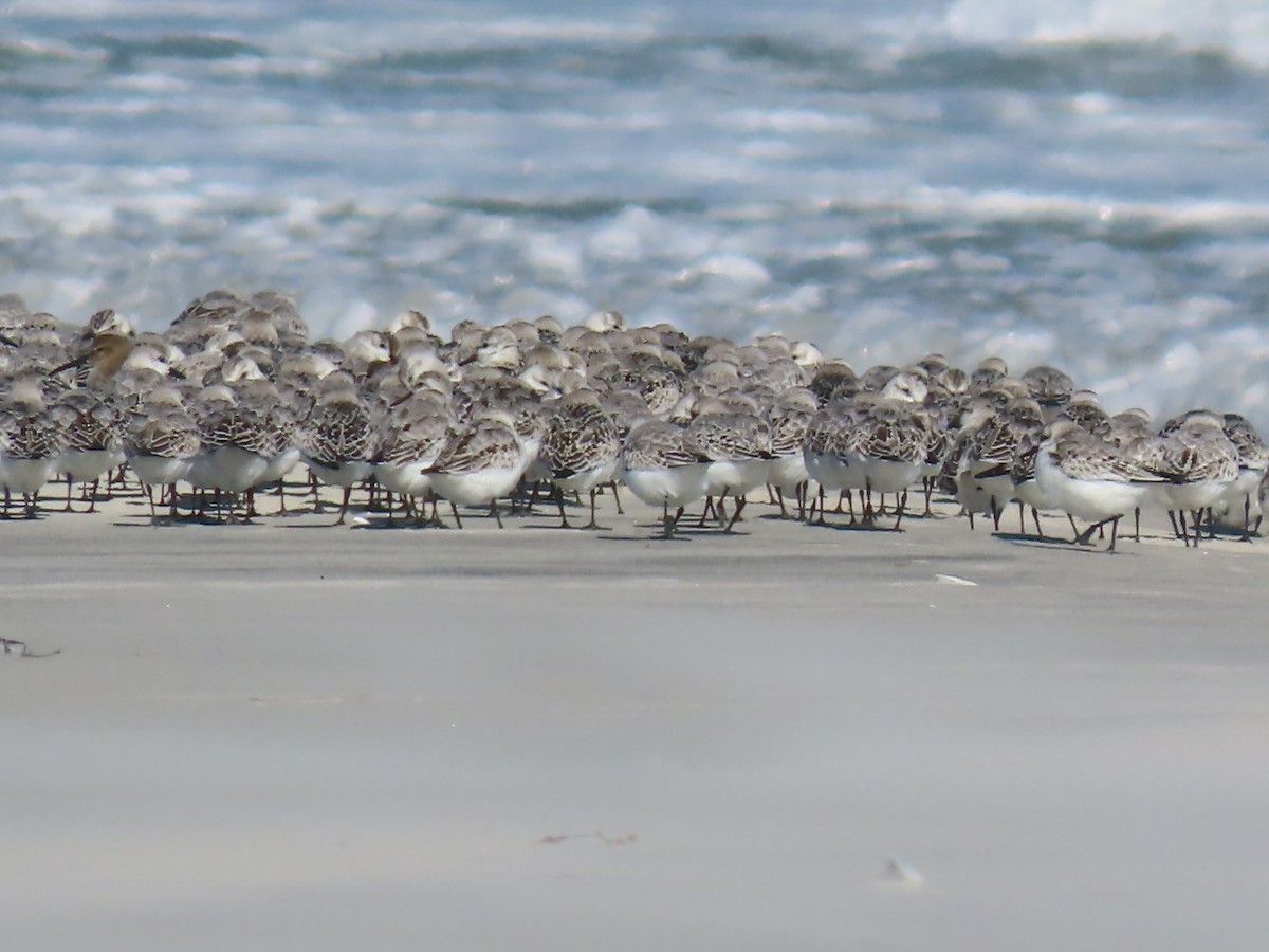 Sanderling - ML643197658