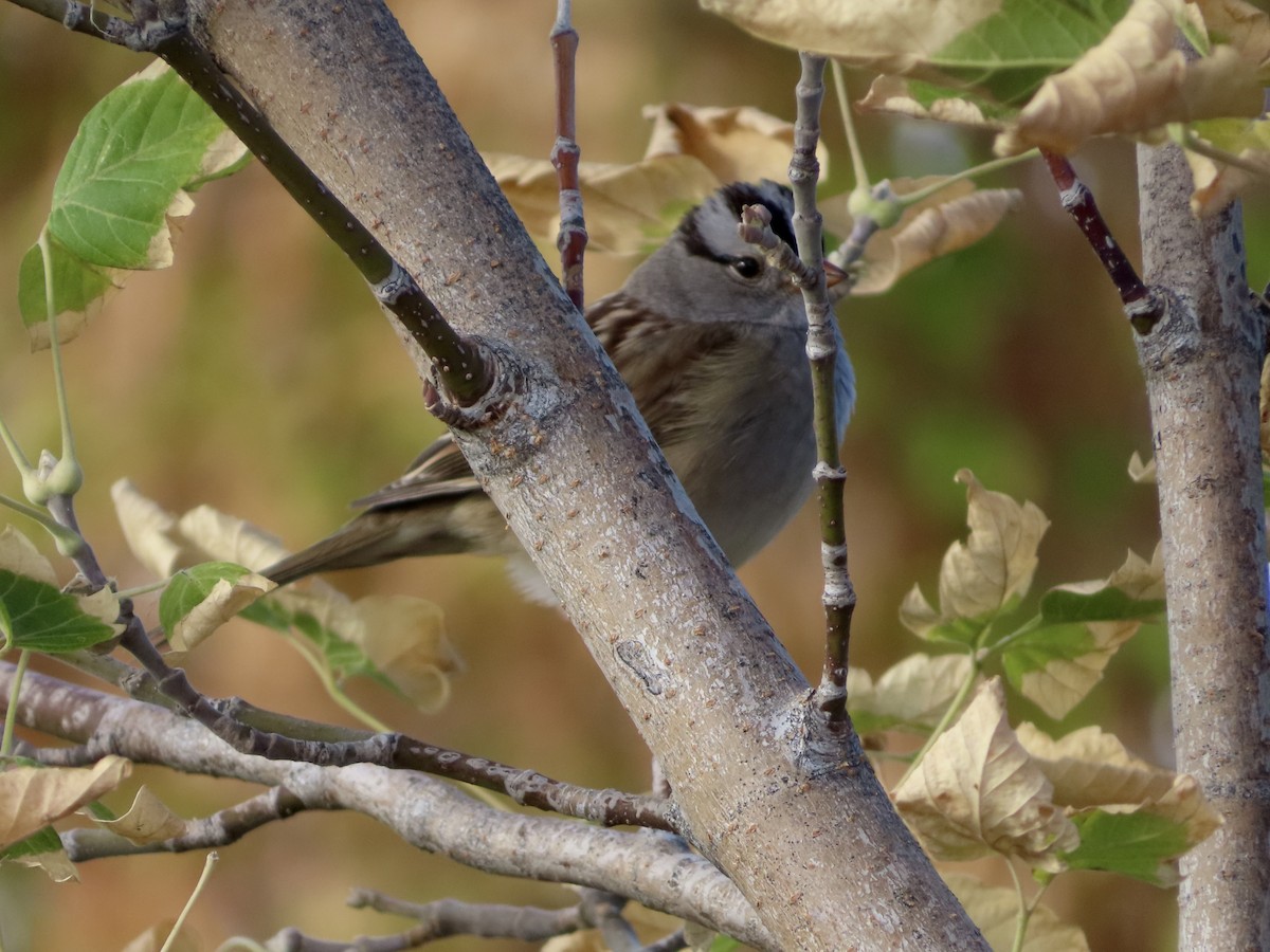 White-crowned Sparrow - ML643197659