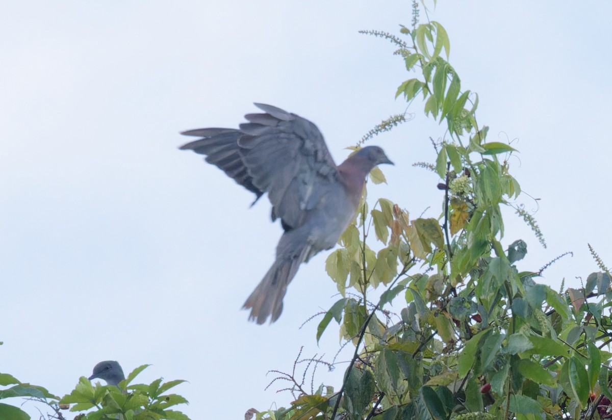 Pale-vented Pigeon - ML643197660