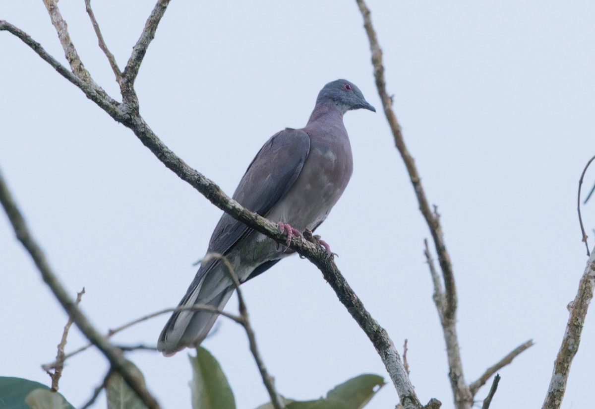 Pale-vented Pigeon - ML643197662