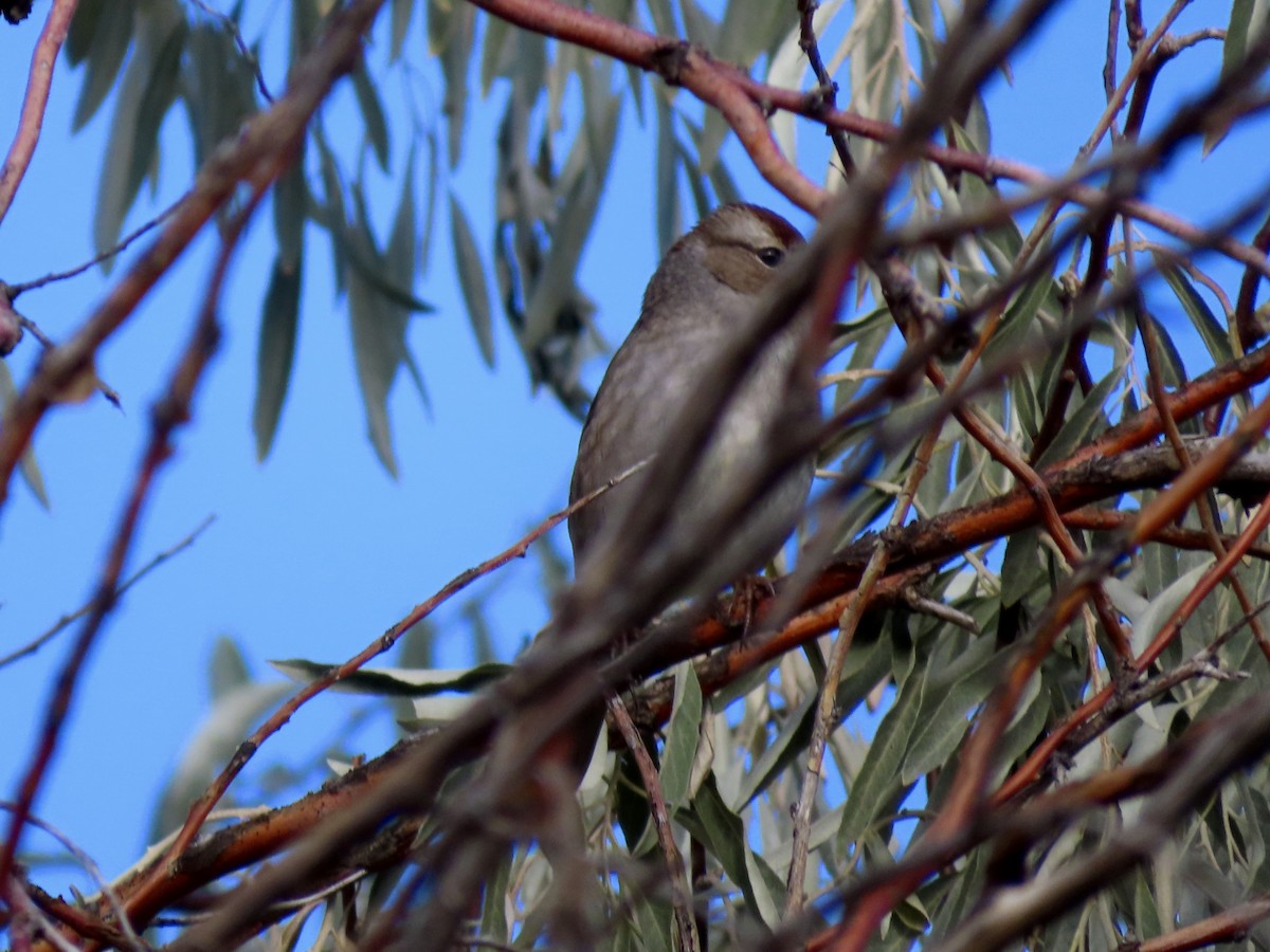 White-crowned Sparrow - ML643197663
