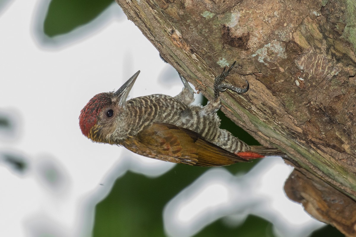 Red-rumped Woodpecker - ML643197664