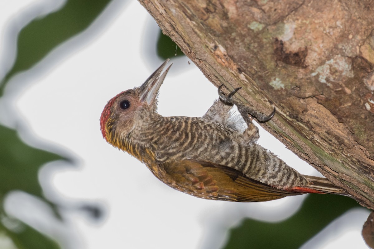 Red-rumped Woodpecker - ML643197665
