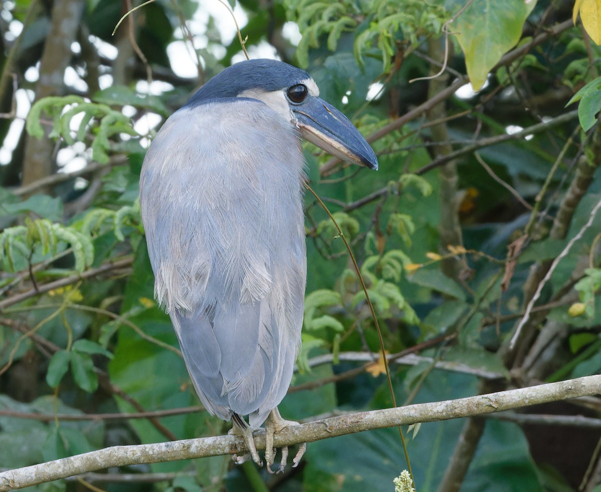 Boat-billed Heron - ML643197668