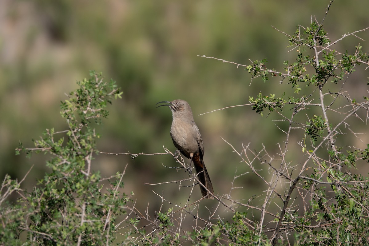 Crissal Thrasher - ML643197672