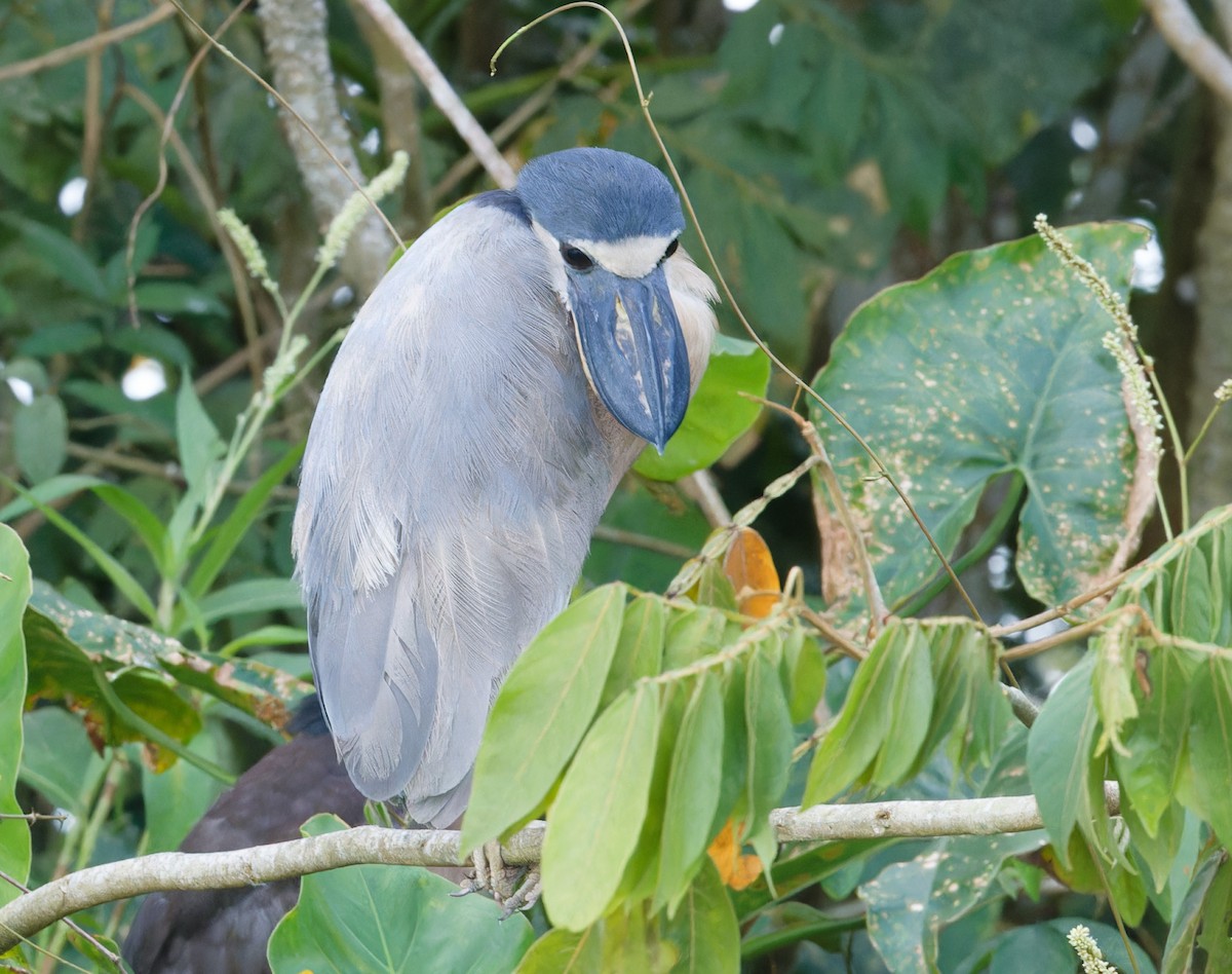 Boat-billed Heron - ML643197673