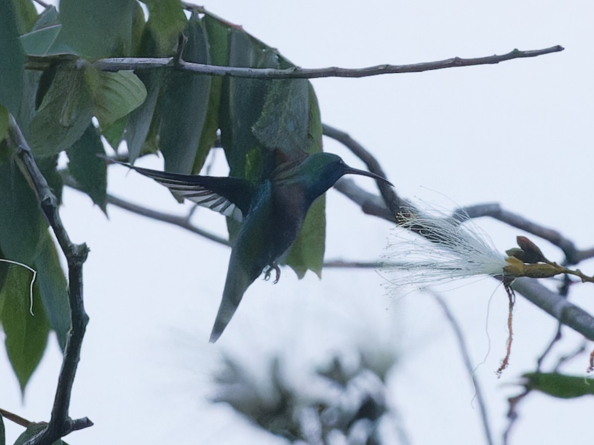 Green-breasted Mango - ML643197676