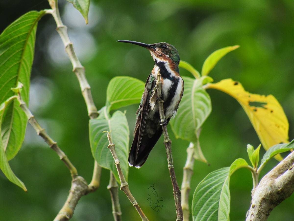 Green-breasted Mango - ML643197677