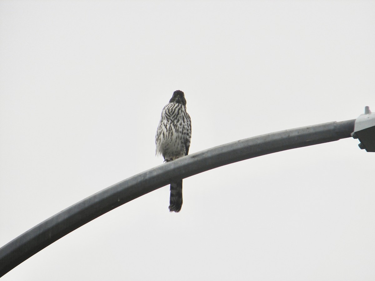 Cooper's Hawk - ML643197678