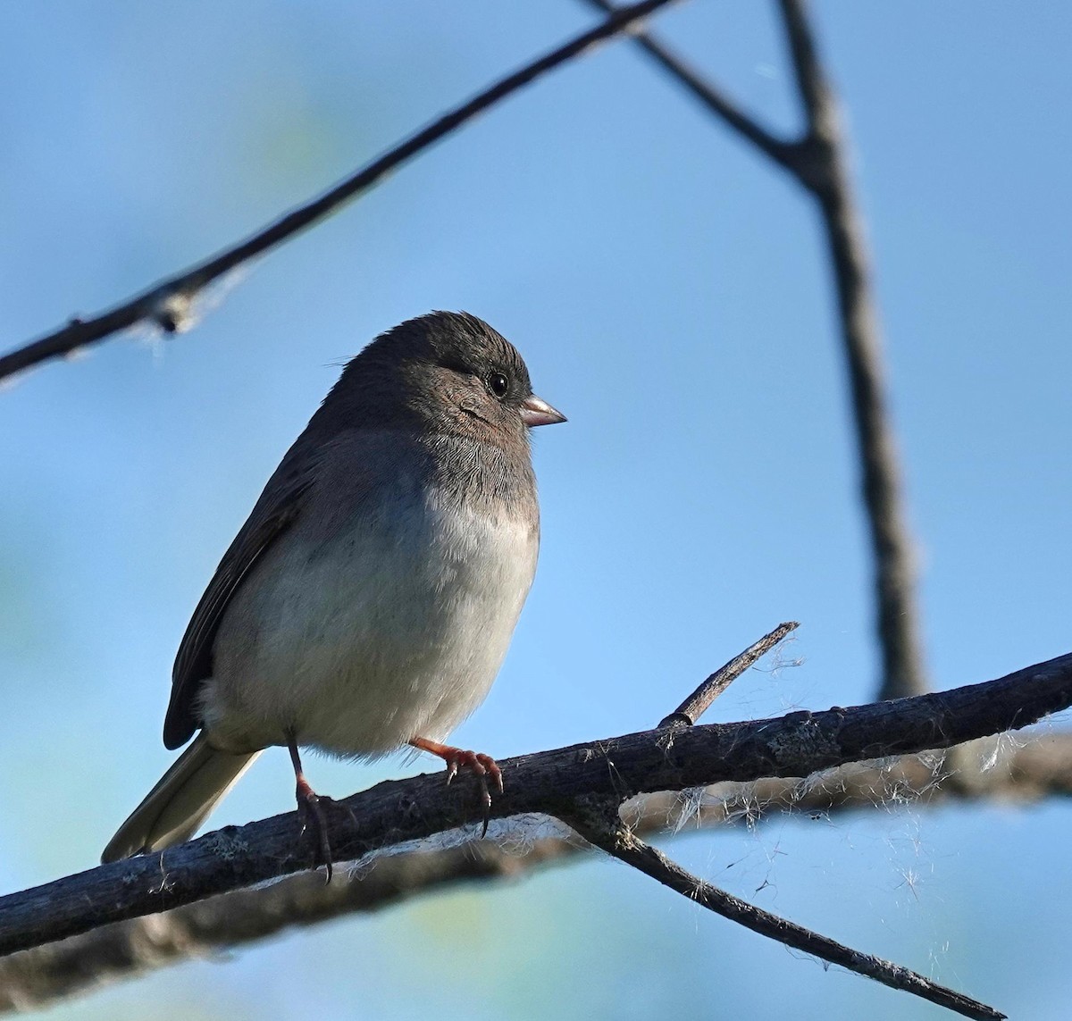 Dark-eyed Junco - ML643197680