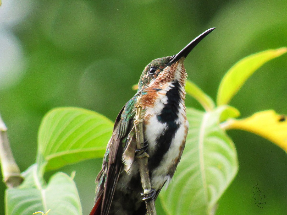 Green-breasted Mango - ML643197681