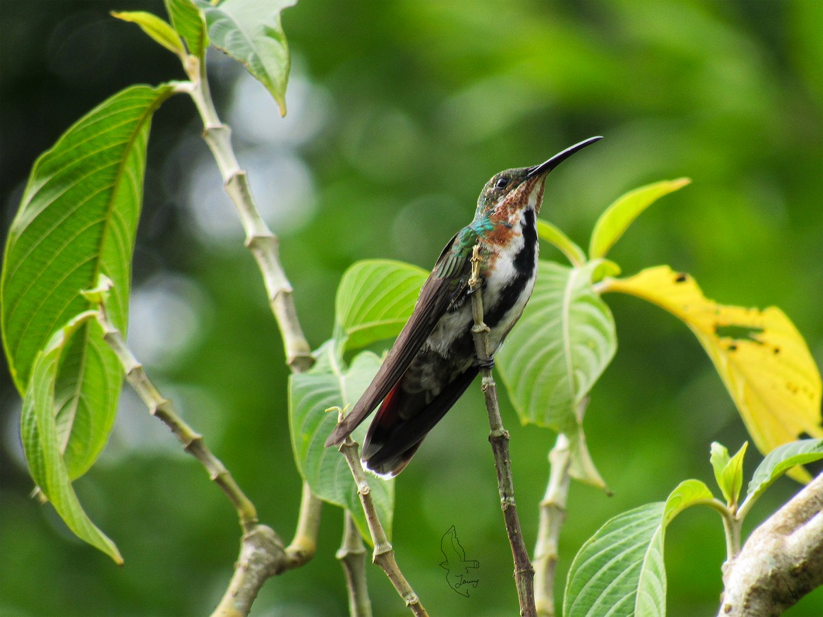 Green-breasted Mango - ML643197682