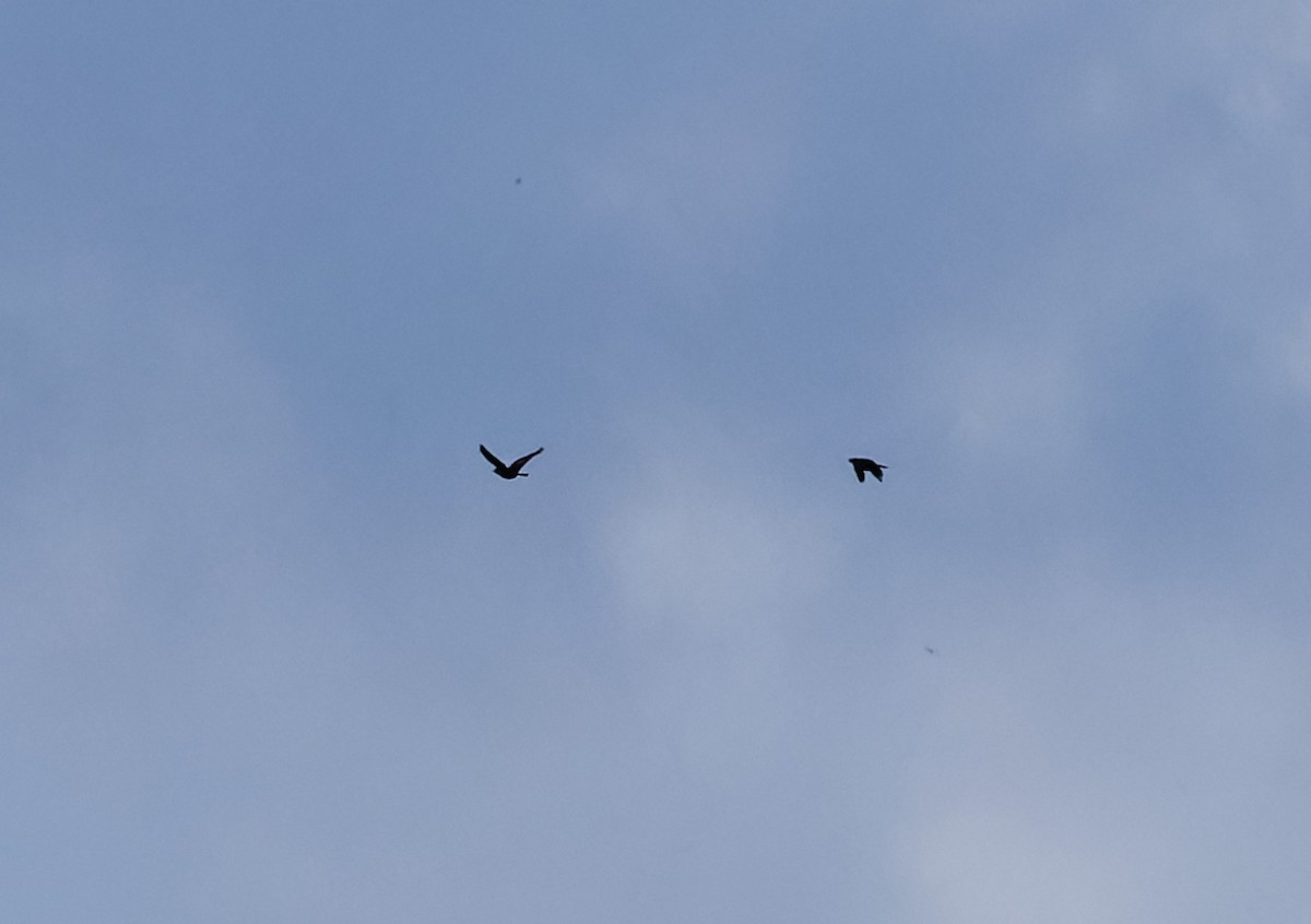 Nicaraguan Grackle - ML643197683
