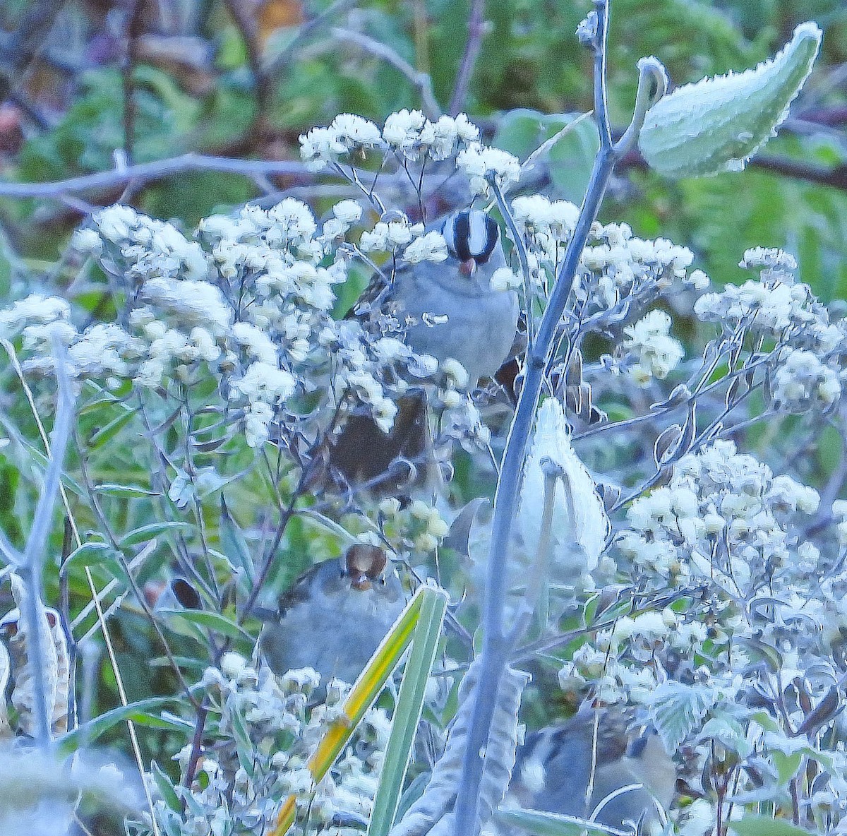 White-crowned Sparrow - ML643197686