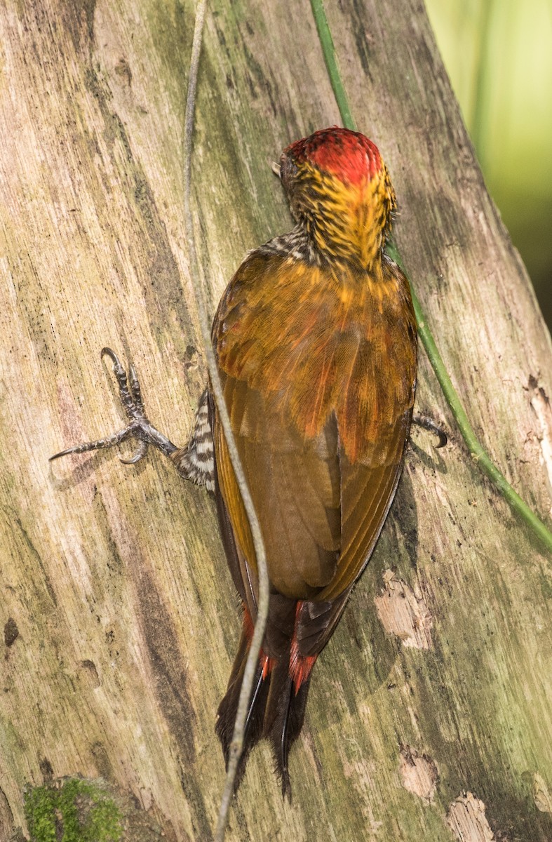Red-rumped Woodpecker - ML643197687
