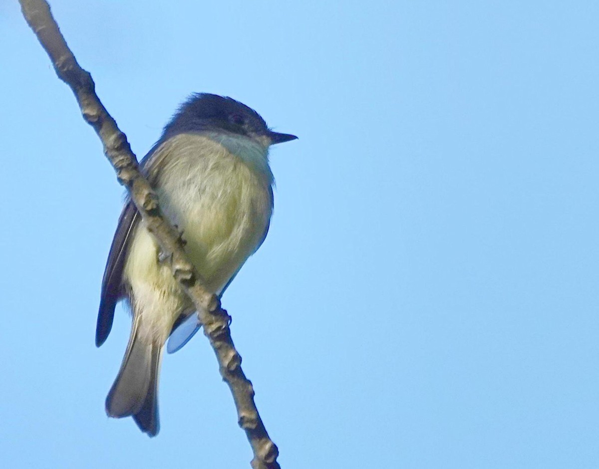 Eastern Phoebe - ML643197688