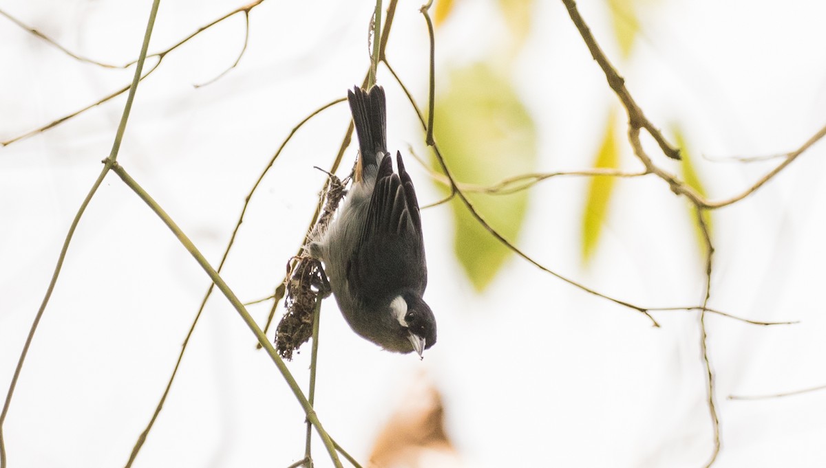 White-eared Conebill - ML643197689