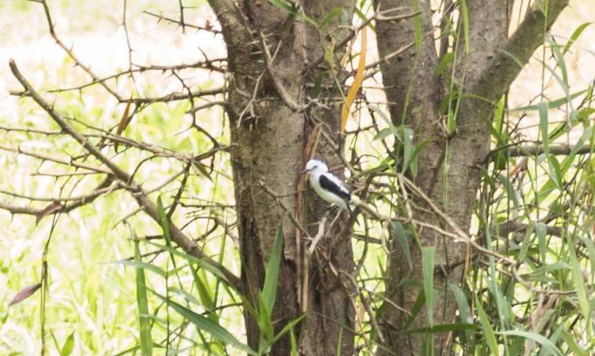 Pied Water-Tyrant - ML643197691