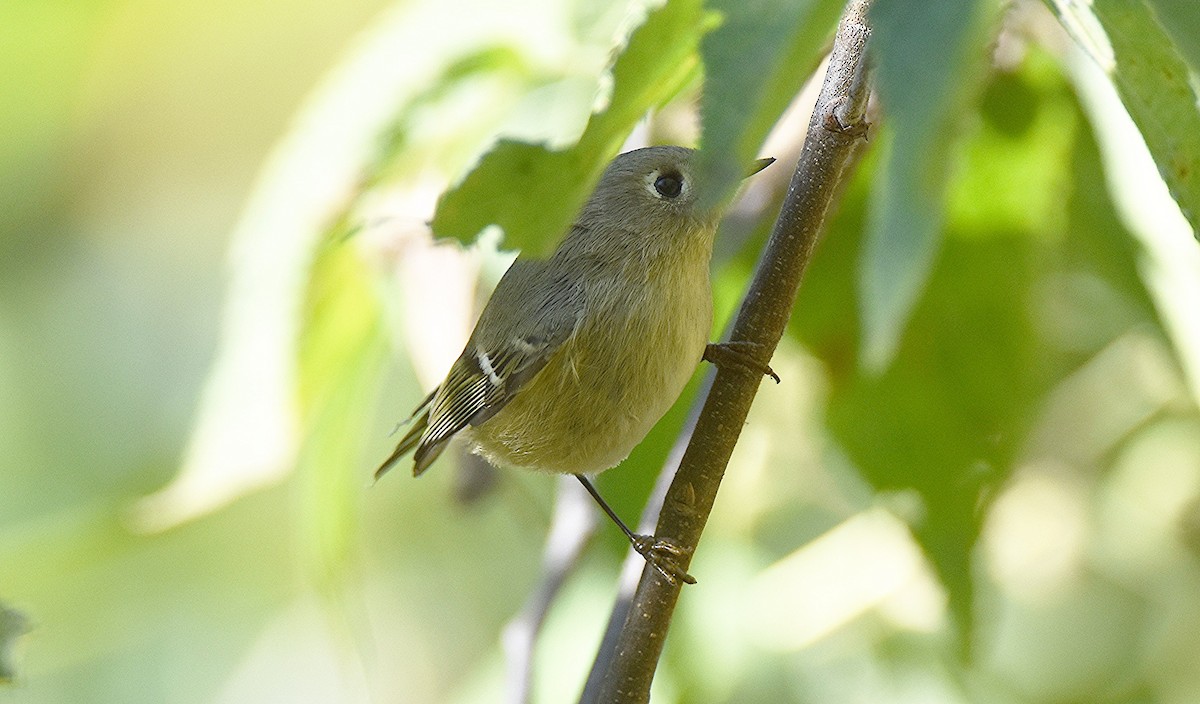 Ruby-crowned Kinglet - ML643197692