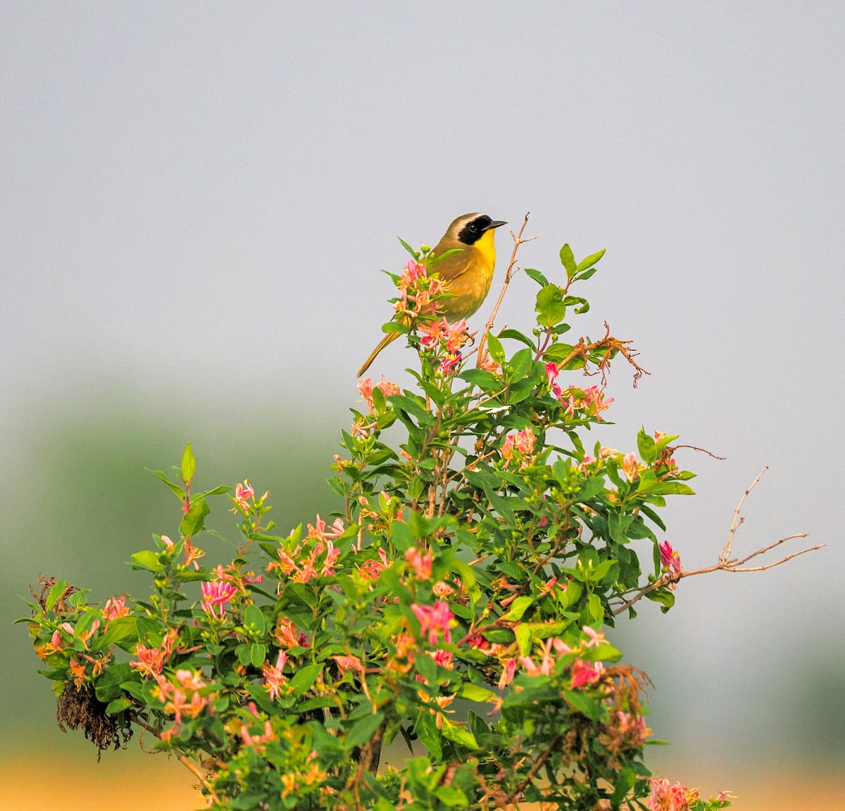 Common Yellowthroat - ML643197693