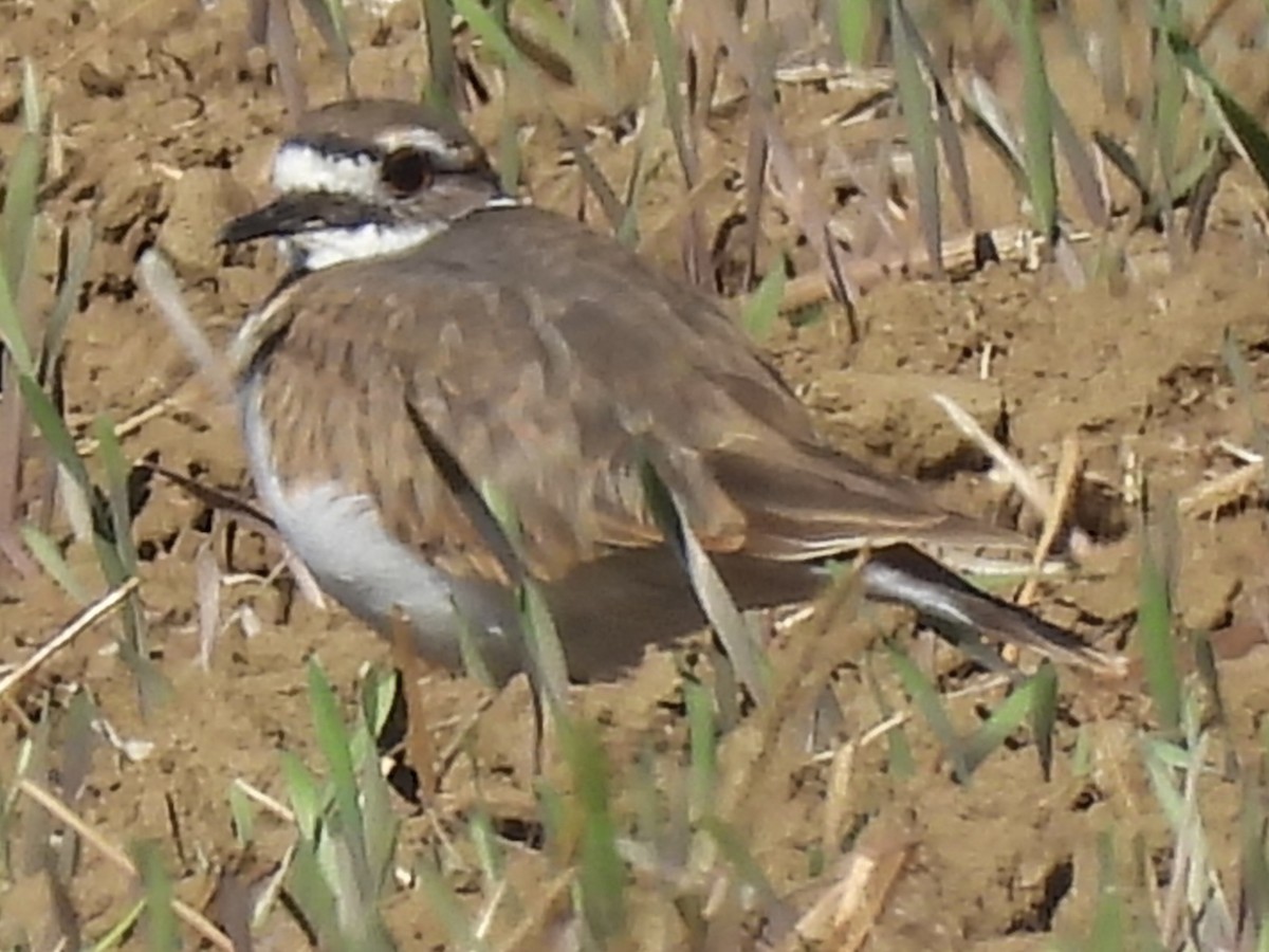 Killdeer - ML643197697