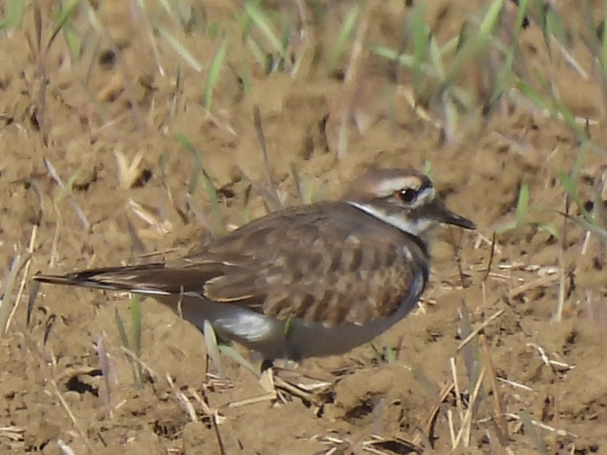 Killdeer - ML643197698